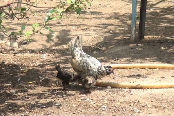 В Азербайджане закукарекала курица: Народ предвещает беду - ВИДЕО