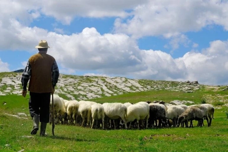 В Зардабе трагически погиб пастух