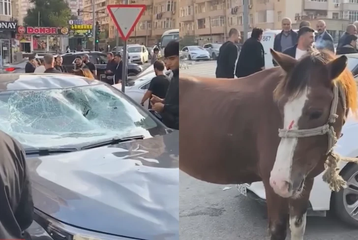 Необычное ДТП в Баку: автомобиль столкнулся с лошадью