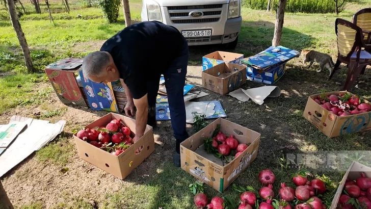 Media.az - Новости Азербайджана - Дожди ударили по урожаю граната в Азербайджане