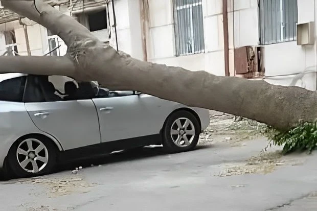 В Баку дерево рухнуло на автомобиль