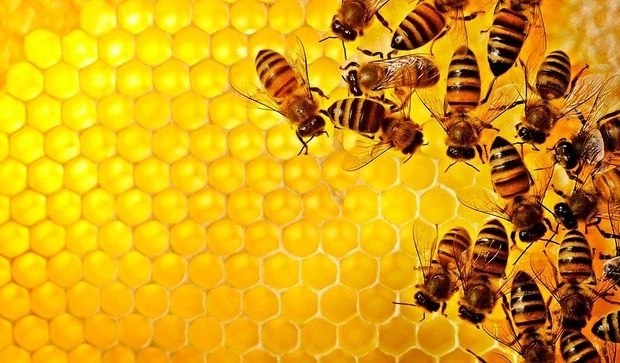 Пчелы оказались умнее, чем люди