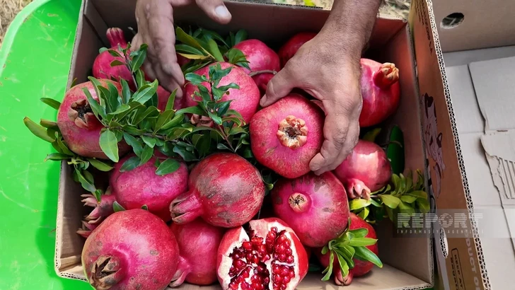 Media.az - Новости Азербайджана - Дожди ударили по урожаю граната в Азербайджане