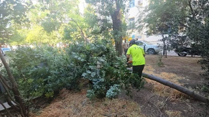 Media.az - Новости Азербайджана - В Баку сильный ветер повалил десятки деревьев