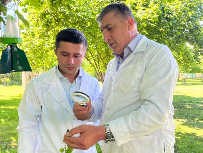 В ореховых садах Шеки-Загатальского региона проведены фитосанитарные обследования