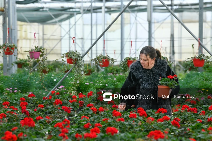 Media.az - Новости Азербайджана - Где в Баку никогда не заканчивается весна: репортаж из «цветочного королевства» в Зиря