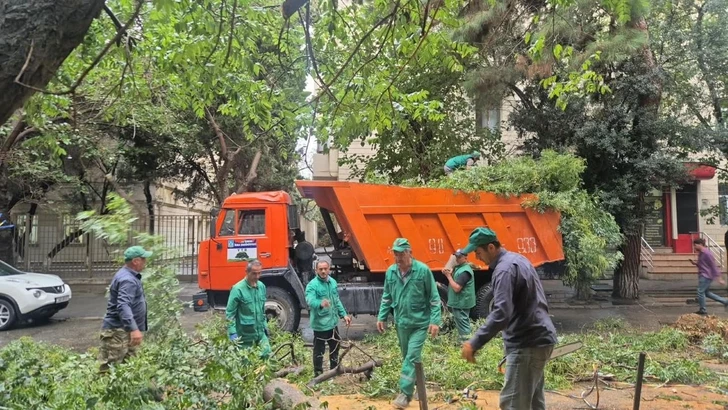 Media.az - Новости Азербайджана - В Баку сильный ветер повалил 27 деревьев