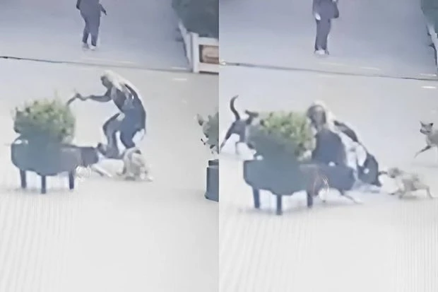 В Хырдалане бродячие собаки напали на женщину
