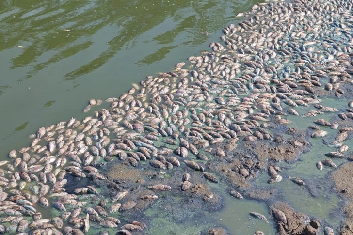 Названы причины массовой гибели рыбы в Бананиярском водохранилище в Нахчыване