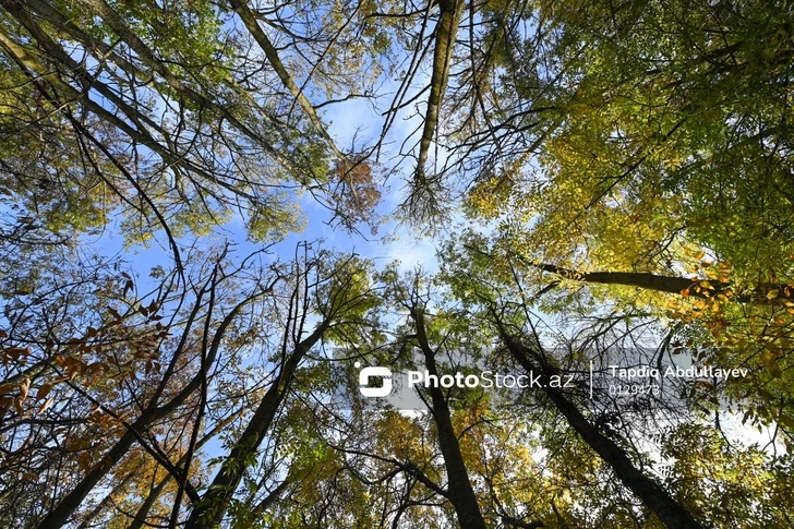 В Сумгайыте мужчина погиб, сорвавшись с дерева