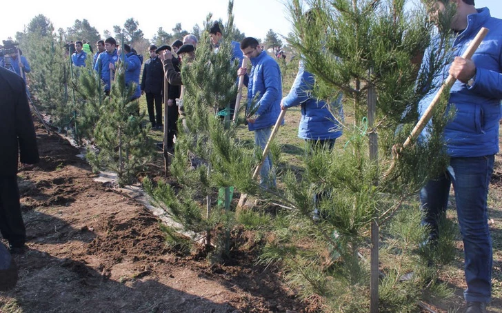 Азербайджан отметил Yel çərşənbəsi масштабной посадкой деревьев