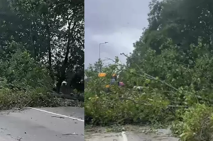 Сильный ветер повалил дерево на дороге Губа - Баку