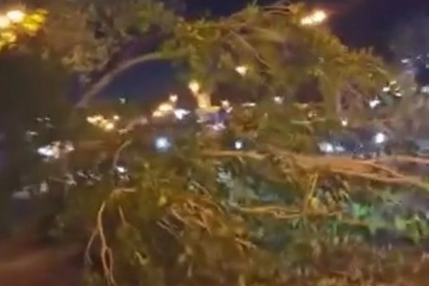 В Баку дерево упало на автобус