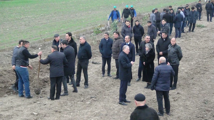 Media.az - Новости Азербайджана - В Сабирабаде прошла акция по посадке деревьев