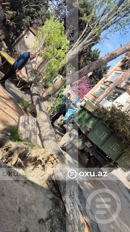 Media.az - Новости Азербайджана - Последствия сильного ветра в Баку: 34 поваленных дерева
