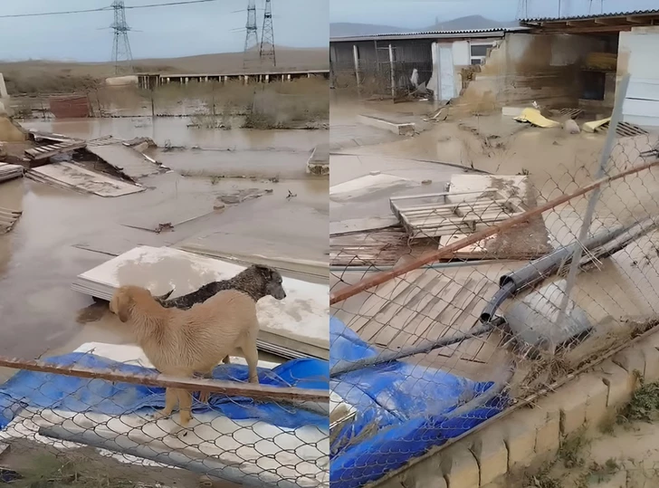 Водная стихия разрушила приют для собак на Абшероне: большая часть животных погибла – РЕАКЦИЯ МЧС