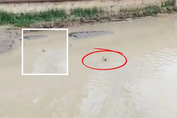 Прорыв канализации в абшеронском поселке: сточные воды затопили улицу