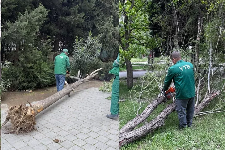 Сильный ветер повалил деревья в Баку