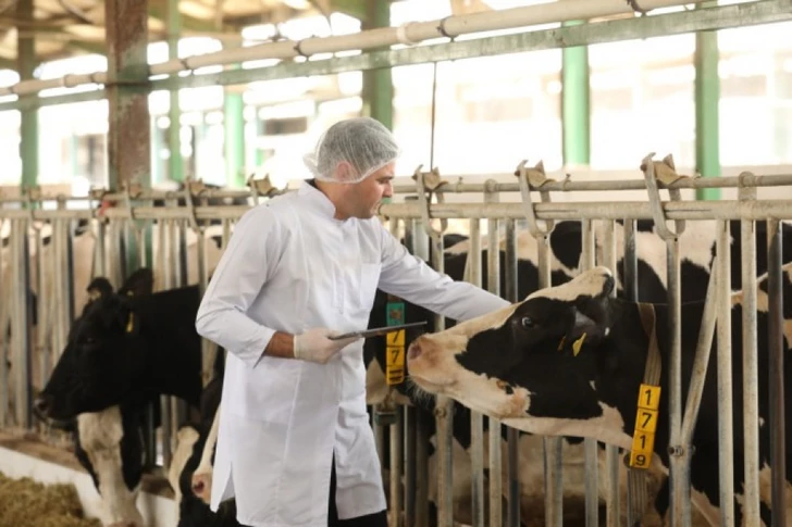 Media.az - Новости Азербайджана - АПБА усиливает контроль за животноводческой продукцией