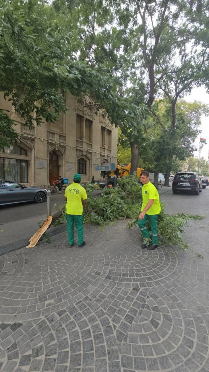 Media.az - Новости Азербайджана - В Баку ветер повалил 15 деревьев