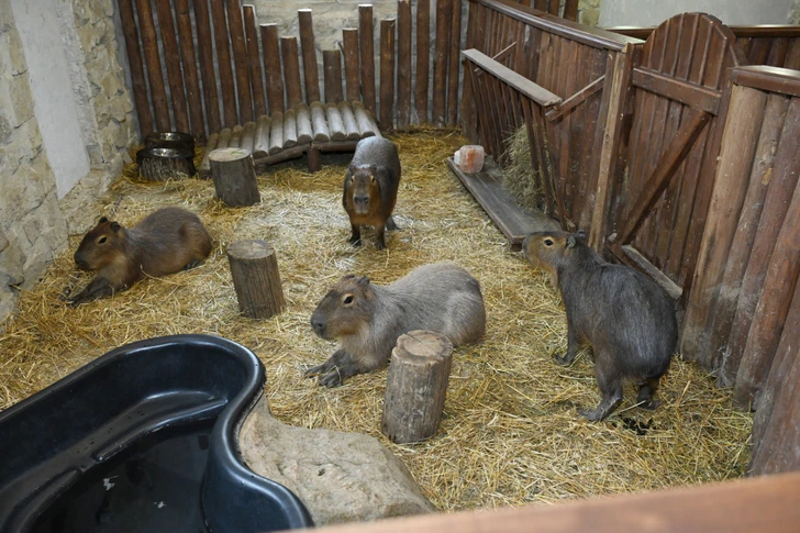 Media.az - Новости Азербайджана - Лейла Алиева побывала на ферме Capybara Azerbaijan в Шамахы