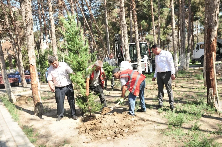 В Хырдалане заменяют засохшие сосны: на их месте появятся новые деревья