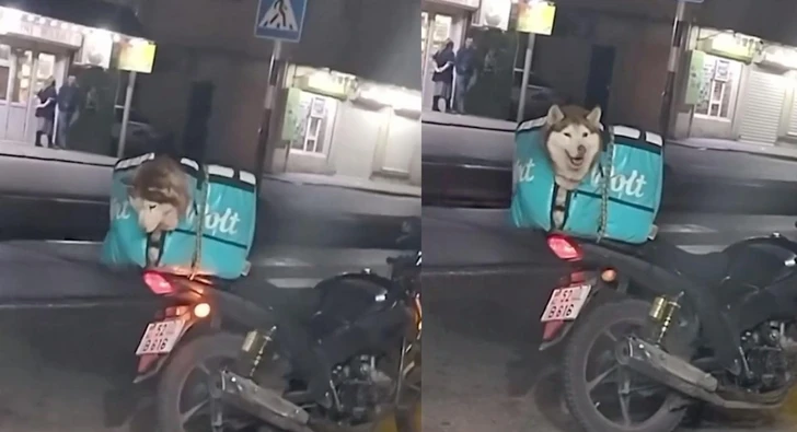 В Баку курьер перевозил собаку в сумке для доставки еды