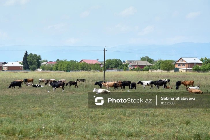 В Азербайджане стремительно сокращается поголовье скота: мясо может подорожать