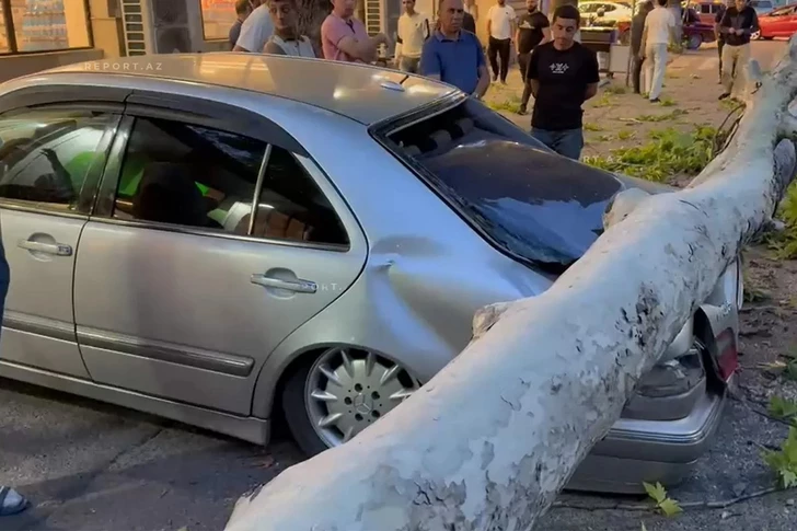 Сильный ветер повалил деревья и повредил автомобили в Гёйчае