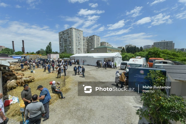 Media.az - Новости Азербайджана - В Азербайджане в дни праздника Гурбан работают 134 пункта продажи и забоя животных - ФОТОРЕПОРТАЖ