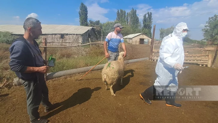 Media.az - Новости Азербайджана - В Агджабединском районе вакцинировали скот против ящура