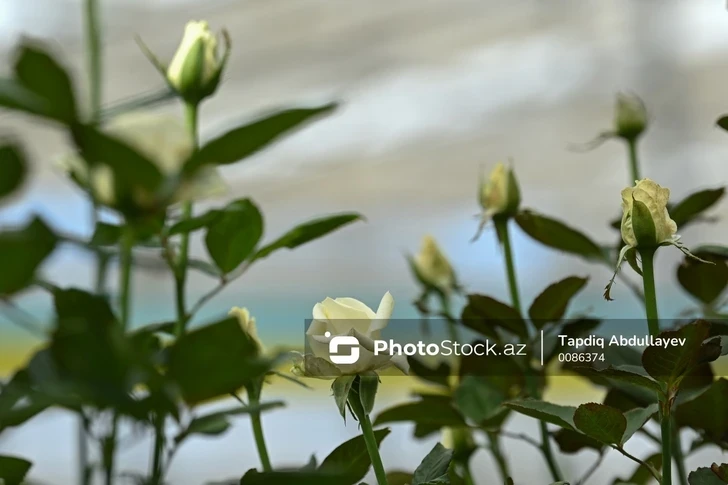 Райский сад в Баку: как выращивают розы в Тюркяне