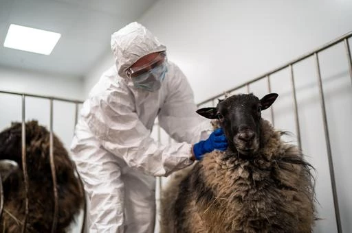 АПБА ограничило ввоз в Азербайджан продукции животного происхождения из ряда стран