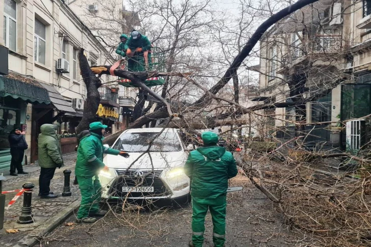 Media.az - Новости Азербайджана - В Баку сильный ветер повалил почти 80 деревьев