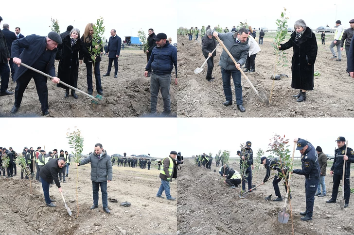 Media.az - Новости Азербайджана - В Сабирабаде прошла акция по посадке деревьев