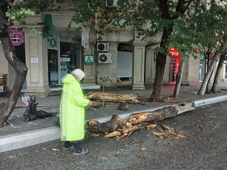 В Баку сильный ветер повалил 27 деревьев