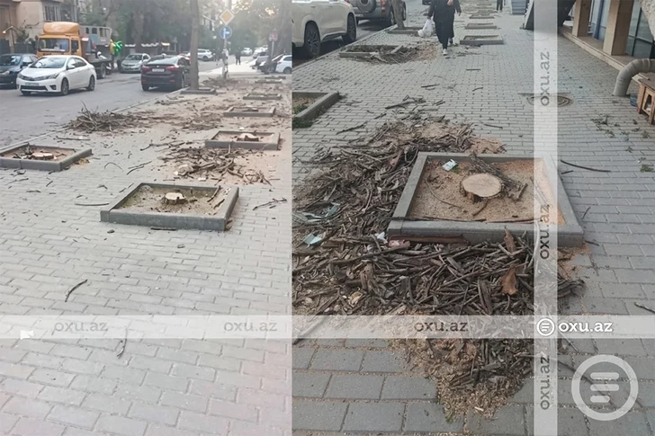 Media.az - Новости Азербайджана - Неизвестные лица вырубили деревья в Наримановском районе Баку - ответ Минэкологии