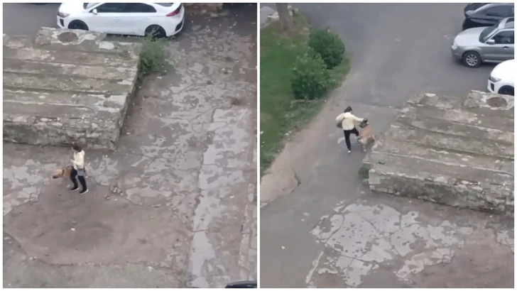 В азербайджанском сегменте соцсетей распространилось видео жестокого обращения с животным в Баку