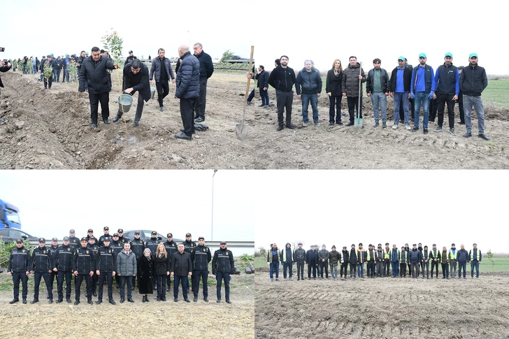 Media.az - Новости Азербайджана - В Сабирабаде прошла акция по посадке деревьев
