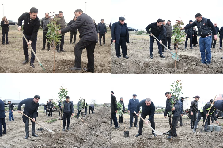 Media.az - Новости Азербайджана - В Сабирабаде прошла акция по посадке деревьев