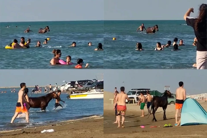 Искупавший лошадей в море в Пиршаги арестован