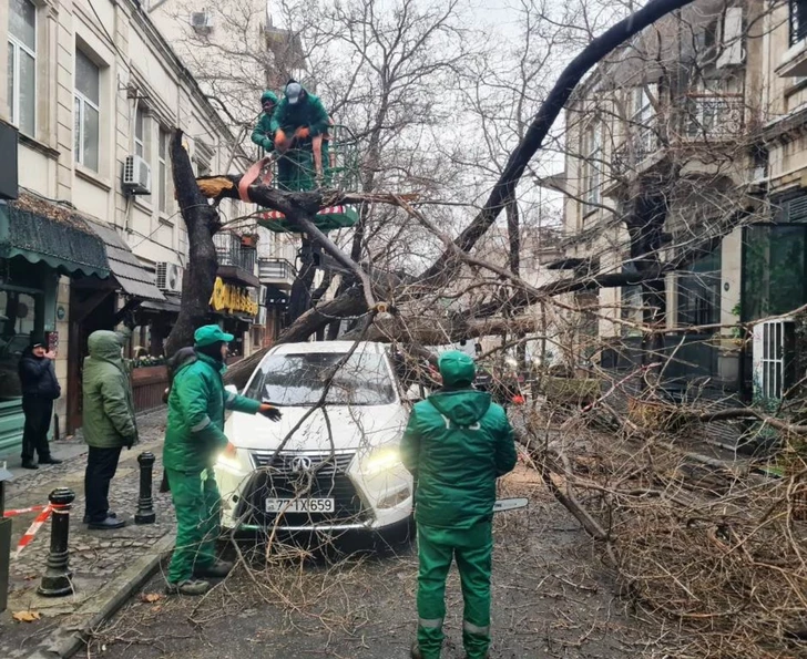 Media.az - Новости Азербайджана - В Баку сильный ветер повалил почти 80 деревьев