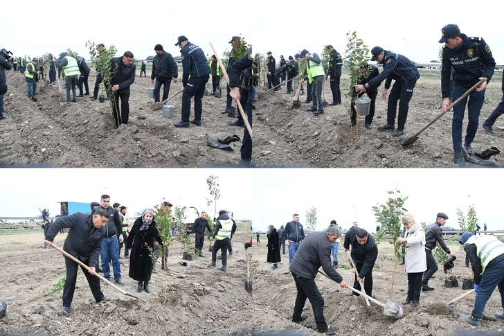 Media.az - Новости Азербайджана - В Сабирабаде прошла акция по посадке деревьев