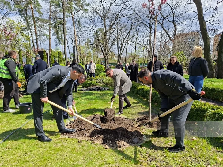 Media.az - Новости Азербайджана - В Ирпени прошла акция по посадке деревьев, посвященная 103-летию академика Зарифы Алиевой