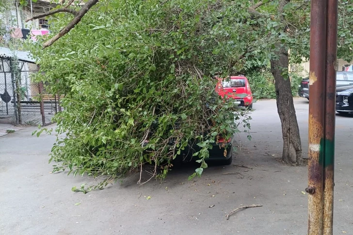 В Баку упавшие ветки повредили несколько припаркованных автомобилей