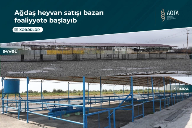 Media.az - Новости Азербайджана - Рынок по продаже скота в Агдашском районе возобновил работу после реорганизации