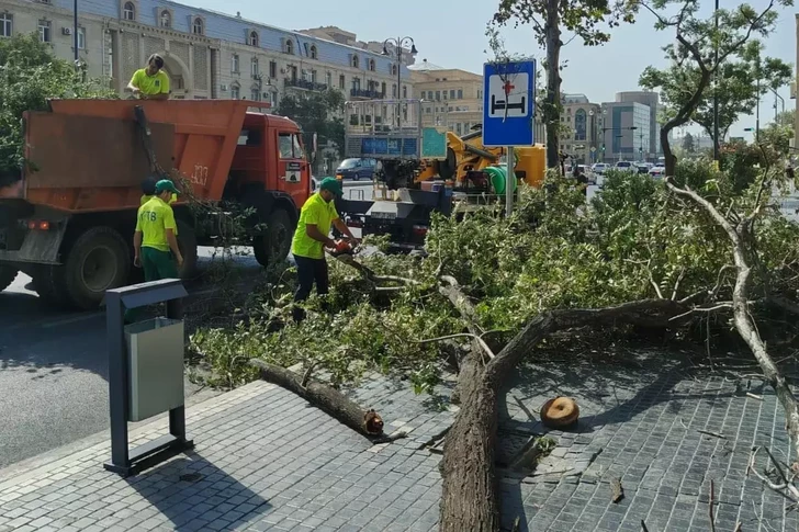 В Баку сильный ветер повалил 7 деревьев