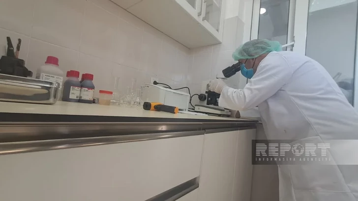 Media.az - Новости Азербайджана - В Агдамском районе около трех тысяч нуждающихся семей получили мясо к празднику Гурбан