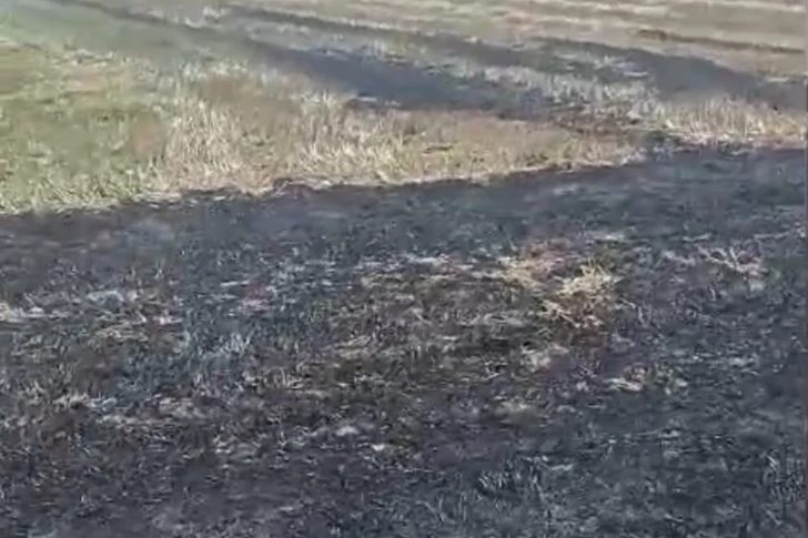 В Огузском районе выявлен виновник пожара на посевных площадях