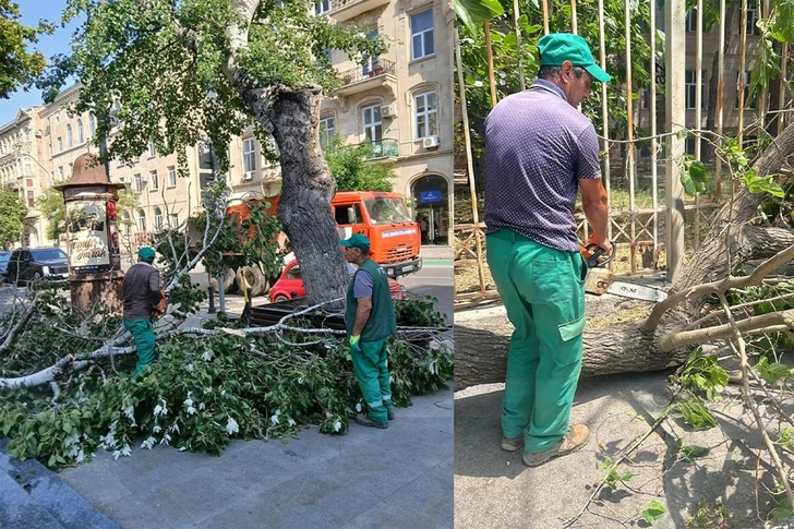 Сильный ветер повалил деревья в Баку